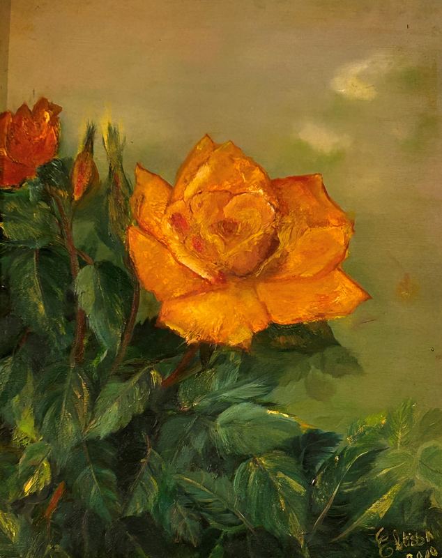Yellow Rose in Bloom